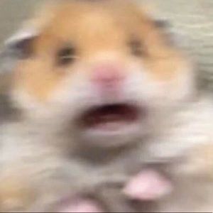 Meet your Posher, Daisy